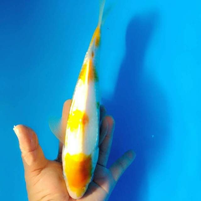Hq hariwake ginrin 30cm..jozz