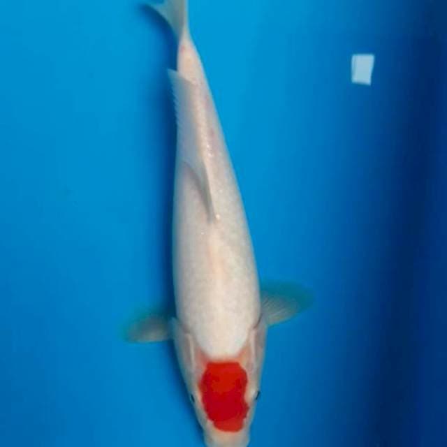 Tancho Original 25 cm