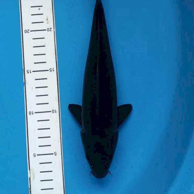 Karasu mulus