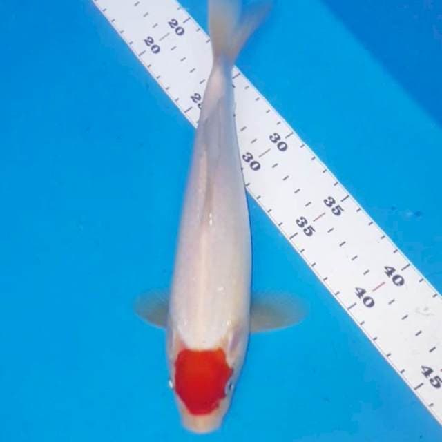 Tanchoooo 24 cm ORI