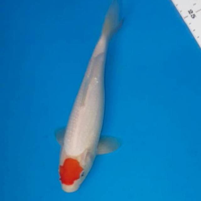 Tancho 23 cm