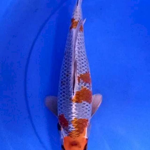 Kogane ochiba 31 cm