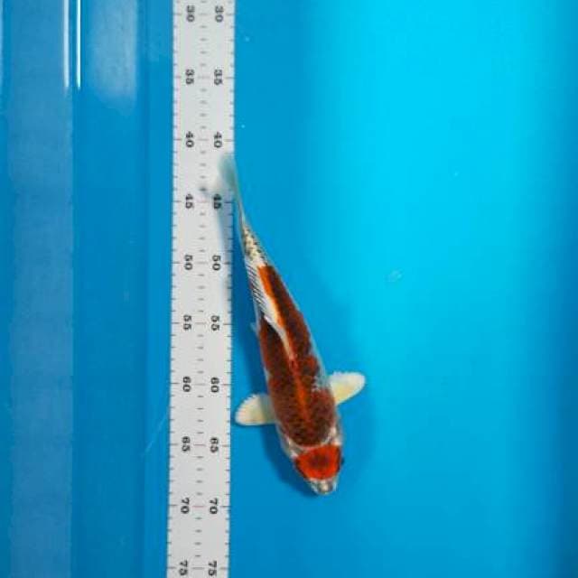 Maruten kujaku merah 28 cm bulky