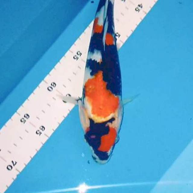 Maruten Showa sQ 30 cm male