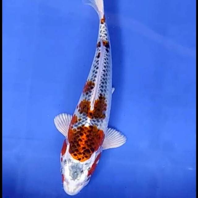 1. Kujaku || 28 cm || Jantan