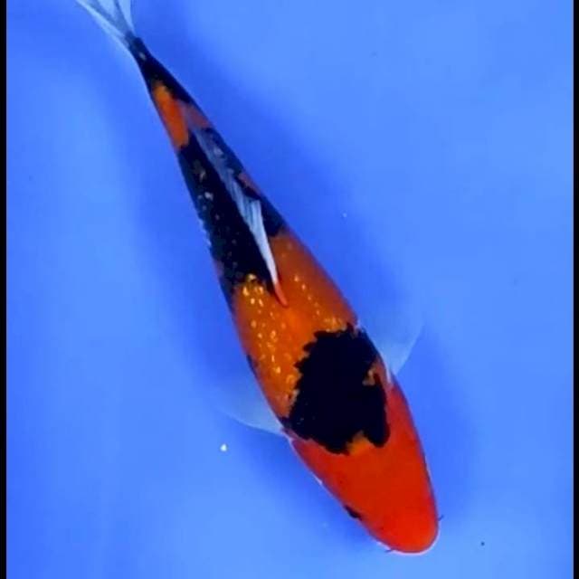 3. Hi Showa Ginrin || 25 cm