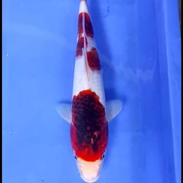 10. Goromo || 29 cm