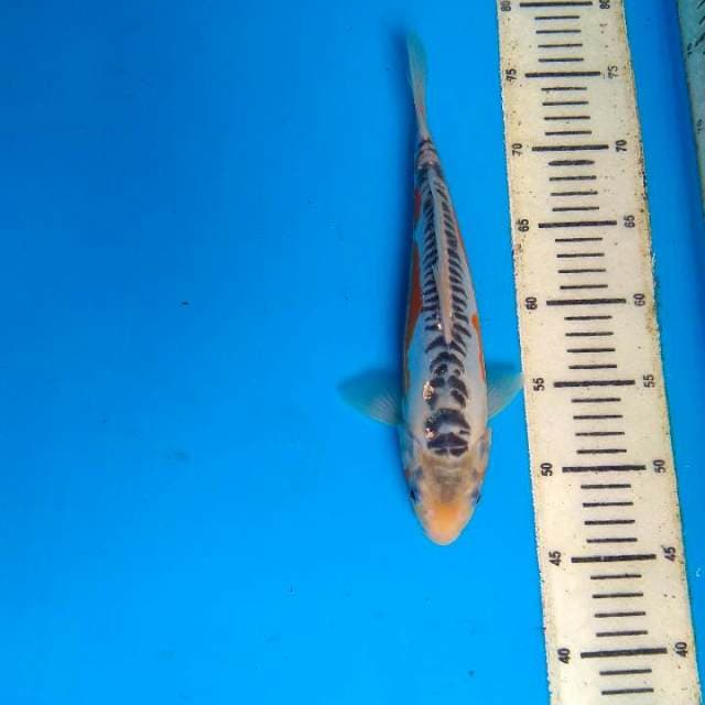 Shusui 29cm