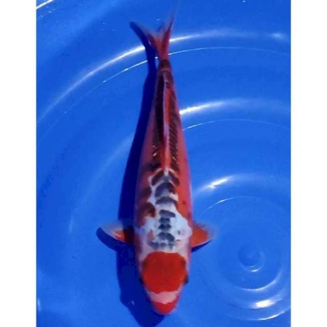 Antik Tanco Shusui 31 cm (F)