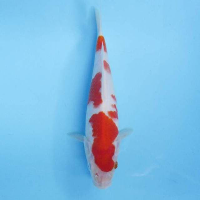 Kohaku