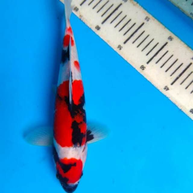 Showa 30cm