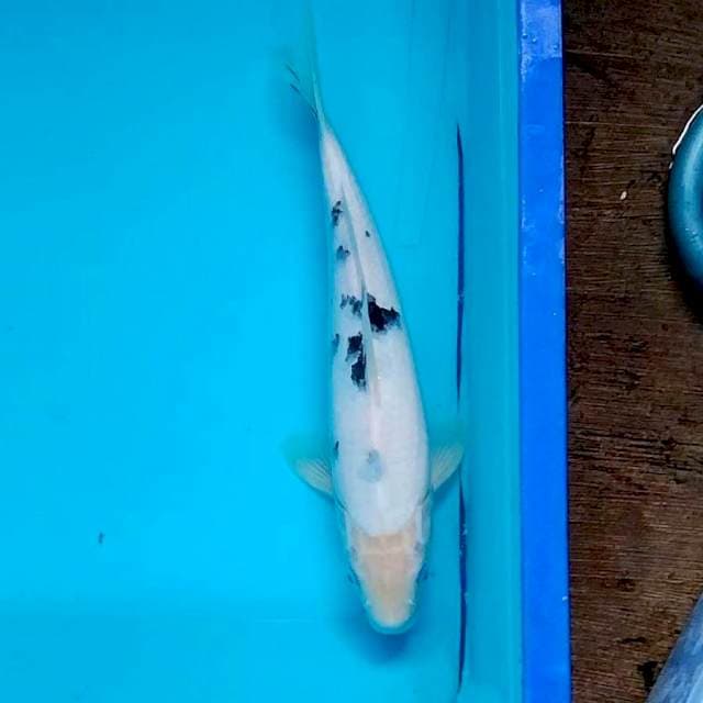 Bekko 32cm male