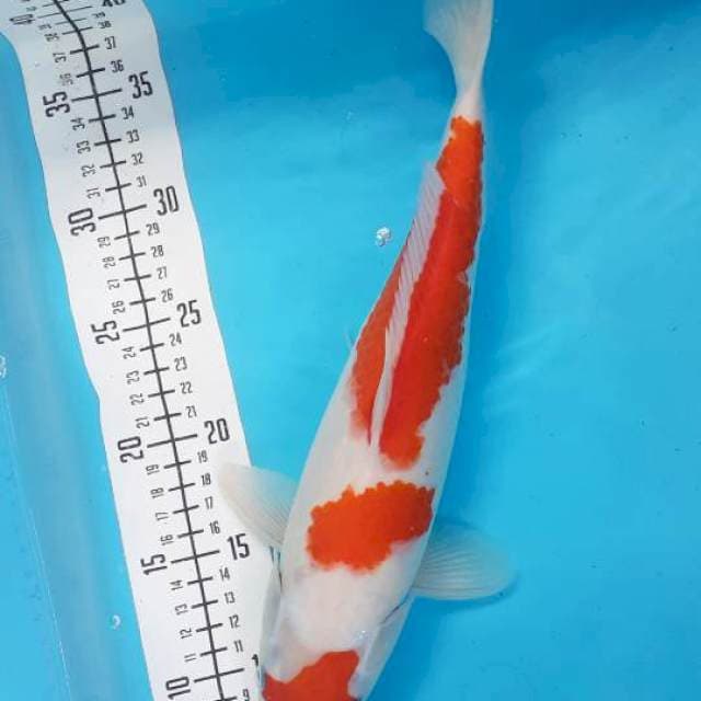 Kohaku 33cm