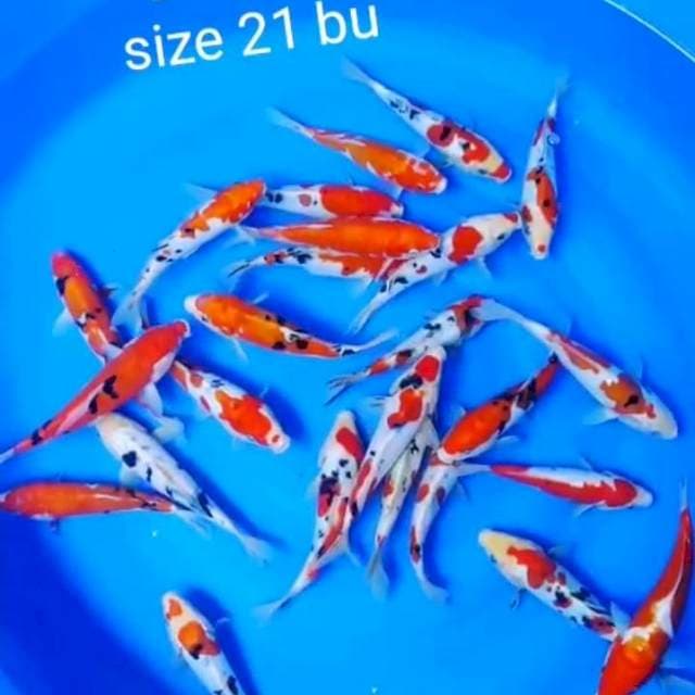 Kohaku sanke doit