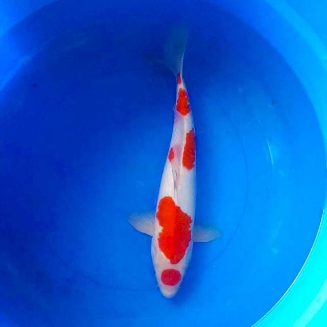 Maruten kohaku 50cm Male