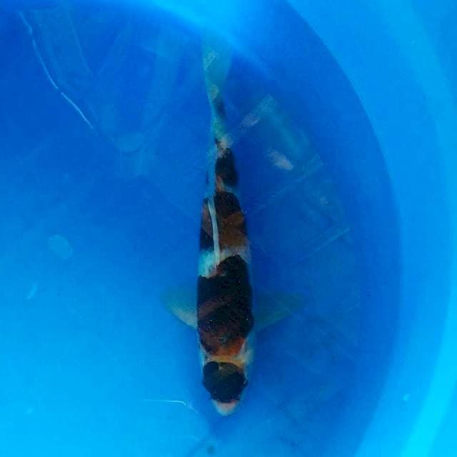 Maruten budo goromo 44cm male