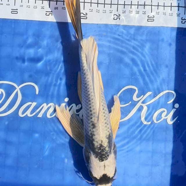 32cm, kabuto kumpay