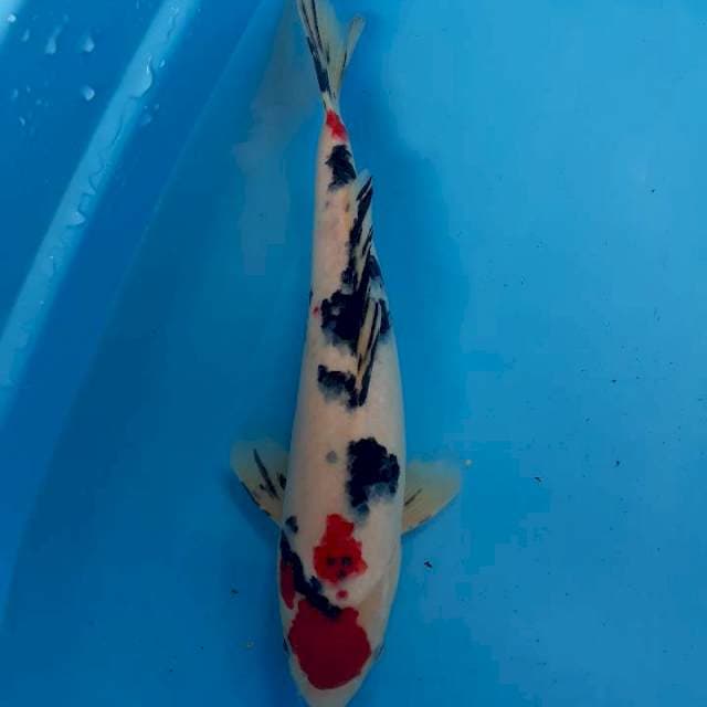 Tanco sanke 38 cm