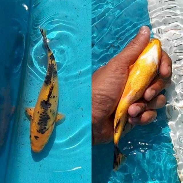 Ki bekko tembus 20cm