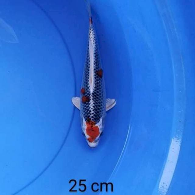 Tancho kujaku jos 25 cm