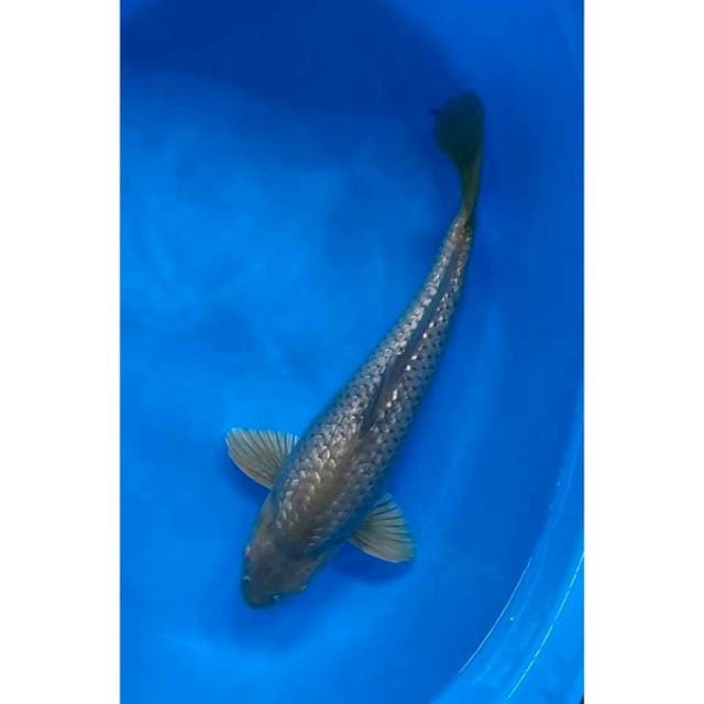 midori ginrin male 37 cm
