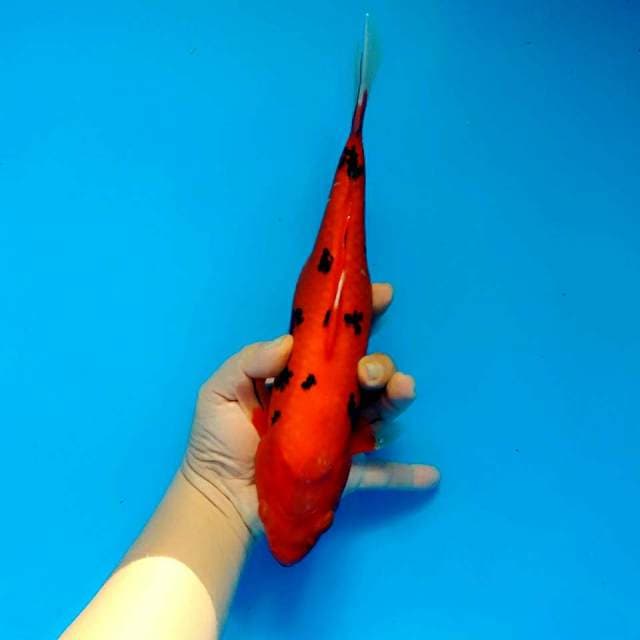 Akka bekko red 30cm