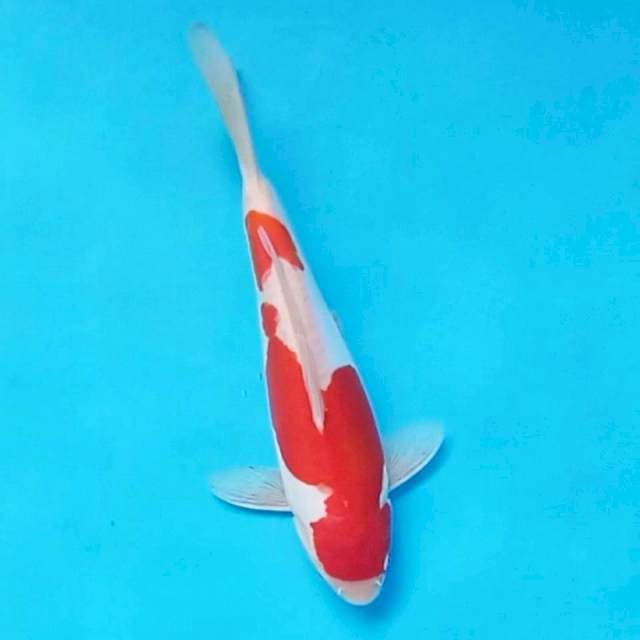 Kohaku strong doitsu murni Male