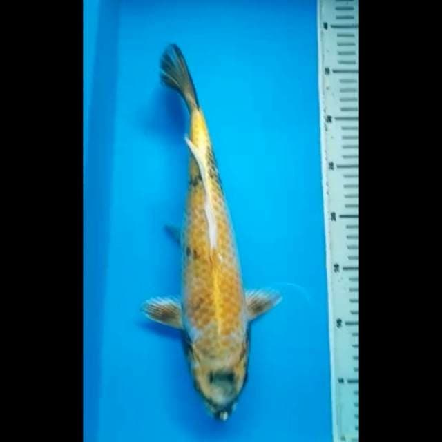 KIN SHOWA 34 Cm