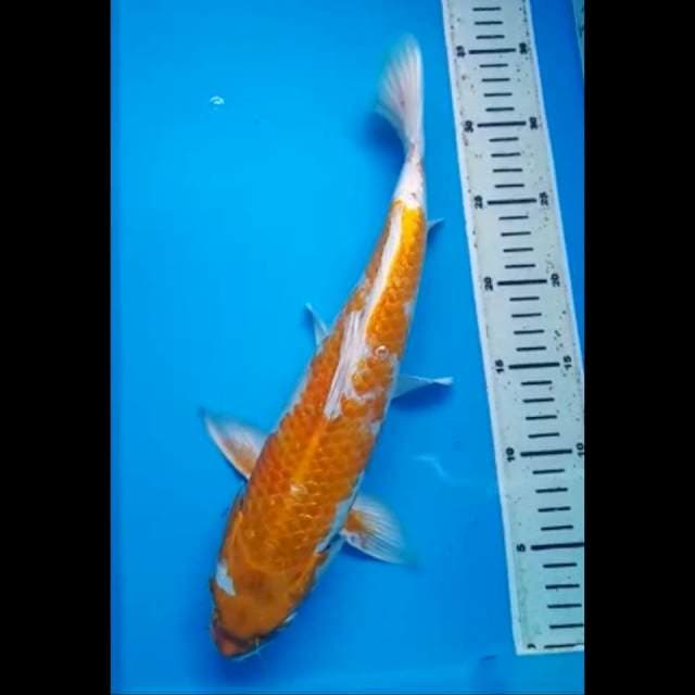 HARIWAKE GINRIN 36 Cm, JANTAN