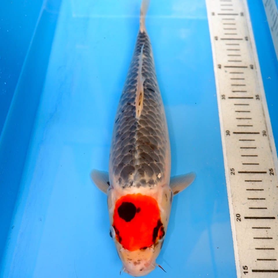 Tancho goshiki