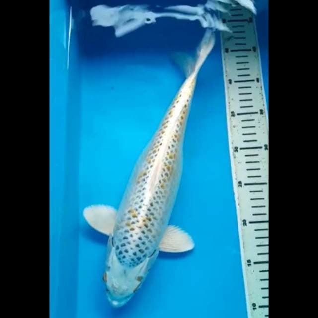 KIN KUJAKU JUMBO PUNUK 37 Cm, JANTAN