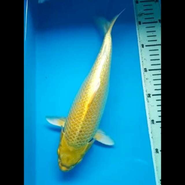 YAMABUKI PUNUK GINRIN 32 Cm