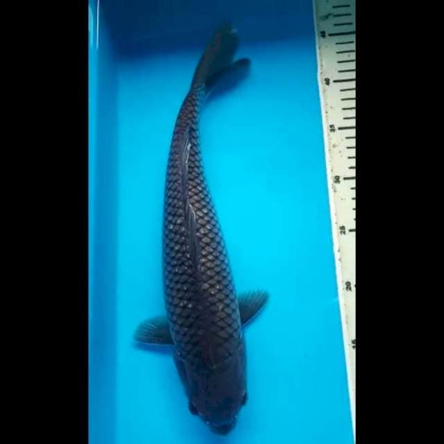 SORAGOI JUMBO 38 Cm