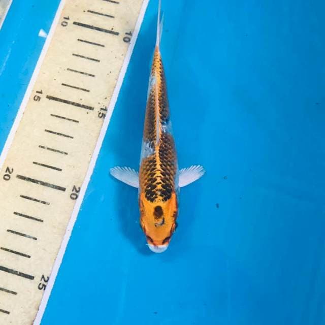 Kujaku, 15 cm