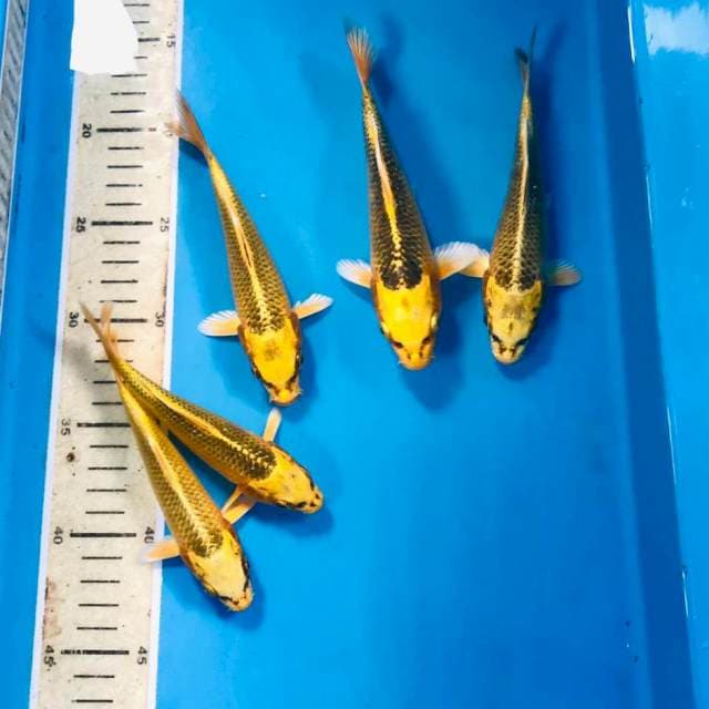 Aka Matsuba 5 ekor, 15-18 cm