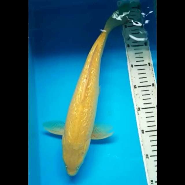 KARASHI GINRIN JANTAN 39 Cm