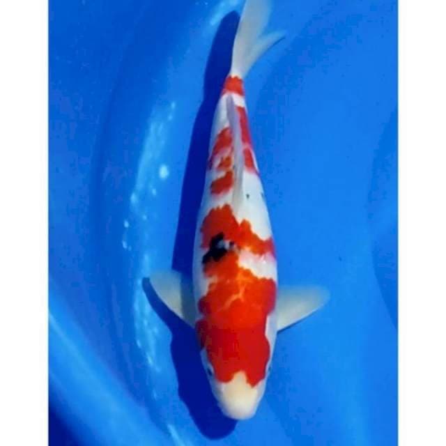 Original Sanke 30 cm (M)