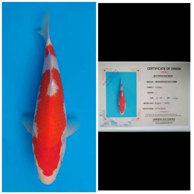 Maruboshi Kohaku