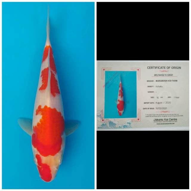 Maruboshi Kohaku