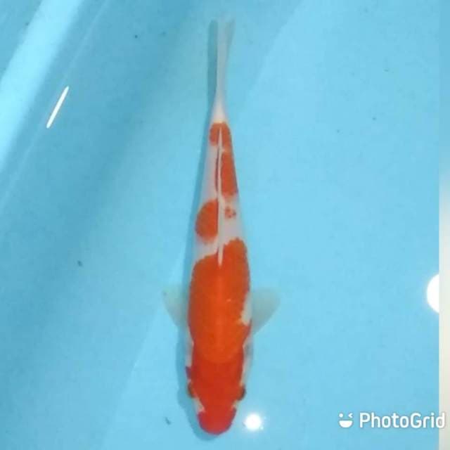 Kohaku 21cm