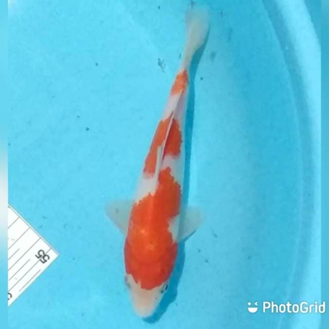 Inazuma 30cm