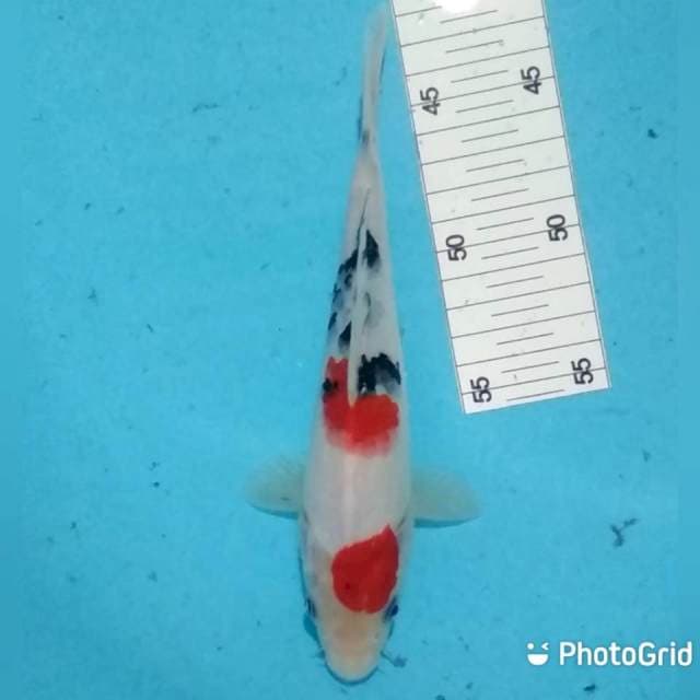 Sanke 22cm
