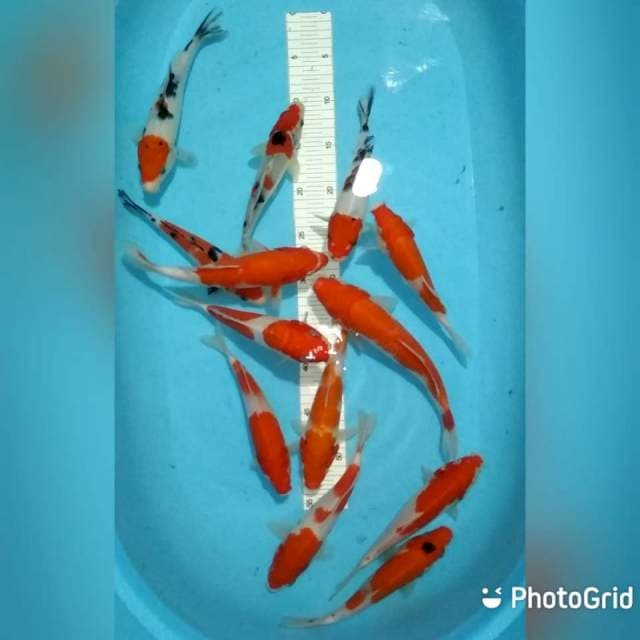 Kohaku sanke 20-27cm