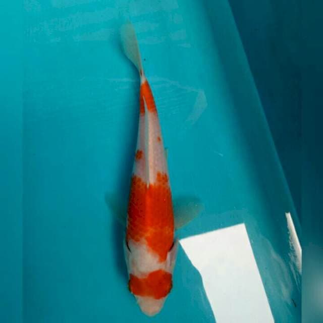 Kohaku