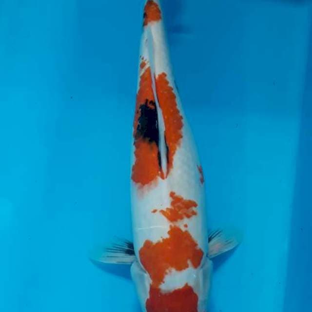Showa female 35 cm
