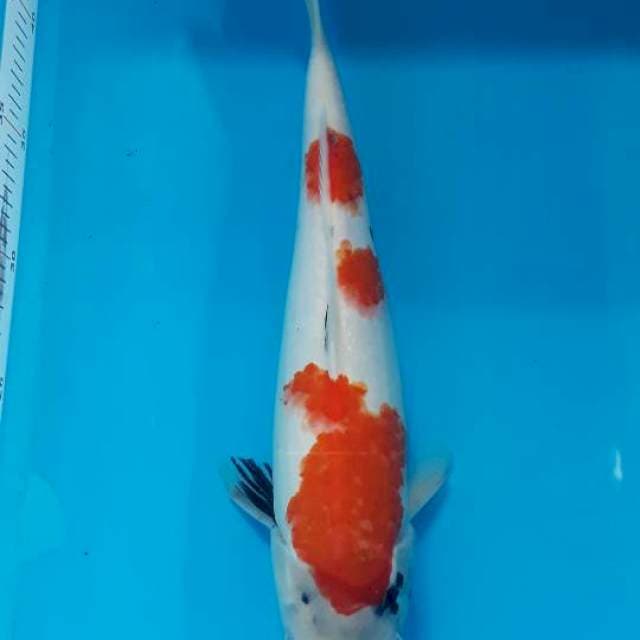 Shohwa female 31 cm