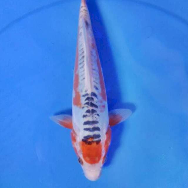 Shusui 26cm