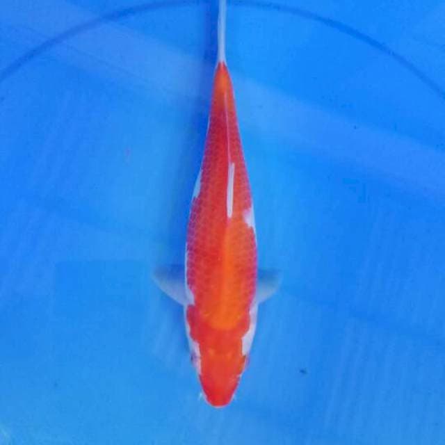Kohaku 24 cm