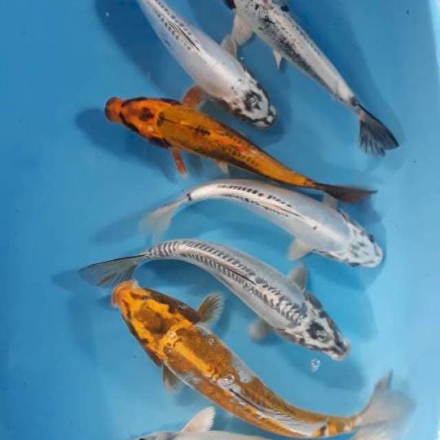 Paket kiko 7 ekor 25-30 cm