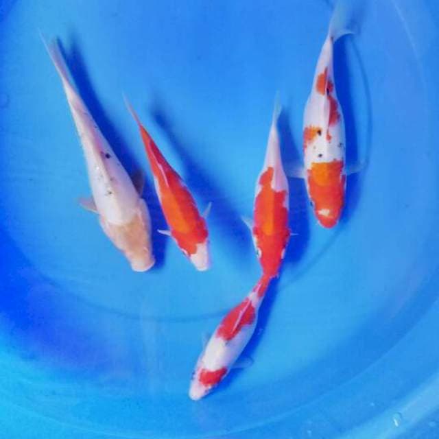 Mix koi